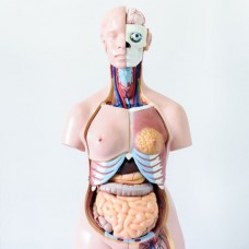  Craft's Human Torso